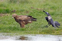 Schreiadler u Nebelkraehe