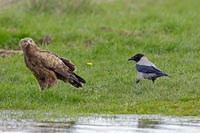 Schreiadler und Kraehe