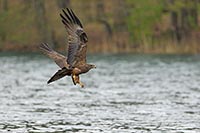 Schwarzmilan mit Fisch