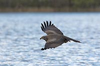 Schwarzmilan ueb d Wasser