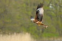 Rotmilan aufsteigend