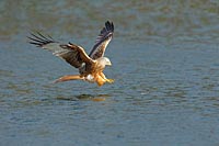 Rotmilan b Fischfang