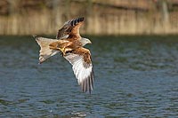 Rotmilan Fisch tragend