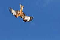 Rotmilan i Sturzflug