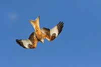 Rotmilan fliegt im Licht