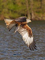 Rotmilan m Fischbeute HF