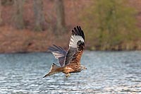 Rotmilan ueb Gewaesser