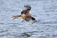 Rotmilan verliert Fisch