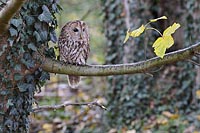 Waldkauz Ast Efeustamm
