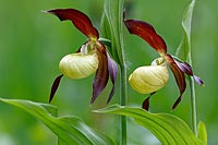 Frauenschuh 2 Blueten