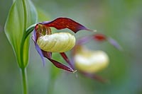 Frauenschuh 2 hintereinander