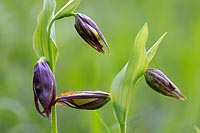 Frauenschuh 4 Knospen