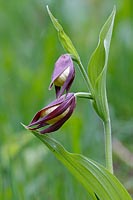 Frauenschuh aufgeh Knospen