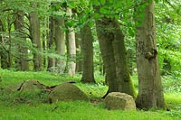 Buchenwald im Hullerbusch