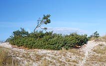 Kiefern auf Darsser Duenen