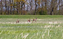 Rehwild am Havelufer
