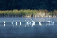 Silberreiher Gruppe Flachwasse