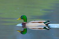 Stockente Erpel schwimmend