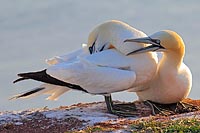 Basstoelpel gegens Gefiederpfl