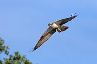 Fischadler fliegt mit Fisch