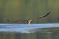 Fischadler Frontalflug