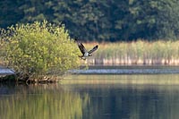 Fischadler im Lebensraum