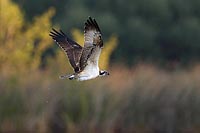 Fischadler im Morgenlicht
