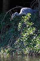 Graureiher auf Ast am Ufer
