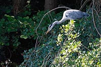 Graureiher auf Ast Ansitz