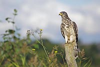 Wespenbussard auf Holzpfahl