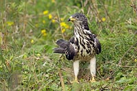 Wespenbussard Brachflaeche