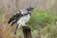 Wespenbussard Gefieder lockern