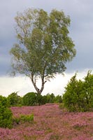 Birke in bluehender Heideflaec