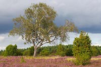 Birke in der Duebelsheide