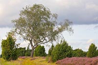 Birke in Wacholderheide