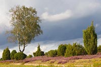 Heide Birke Wacholder Wegrand