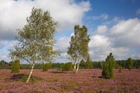 Heide bluehend mit Wolken