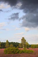 Heide bluehend Regenwolken