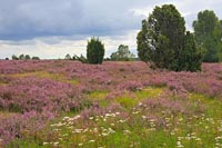 Heide bluehend Wacholder Schaf