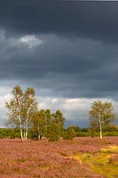 Heide dunkler Wolkenhimmel