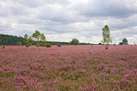 Heide Schmarbecker bluehend