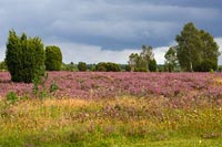 Heide Schmarbecker Wegesrand