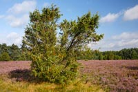 Wacholder in Schmarbecker Heid