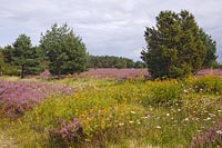 Wacholderheide Rainfarn
