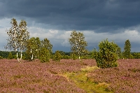 Heide dunkelblauer Himmel