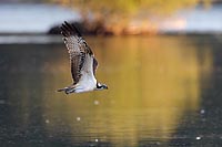 Fischadler Sonnenaufgang