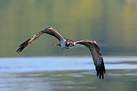 Fischadler im Flug frontal