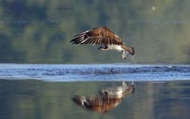 Fischadler spiegelt sich