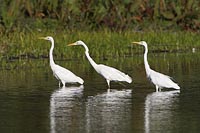 Silberreiher drei Exemplare