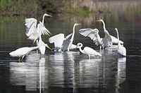 Silberreiher Gruppenjagd